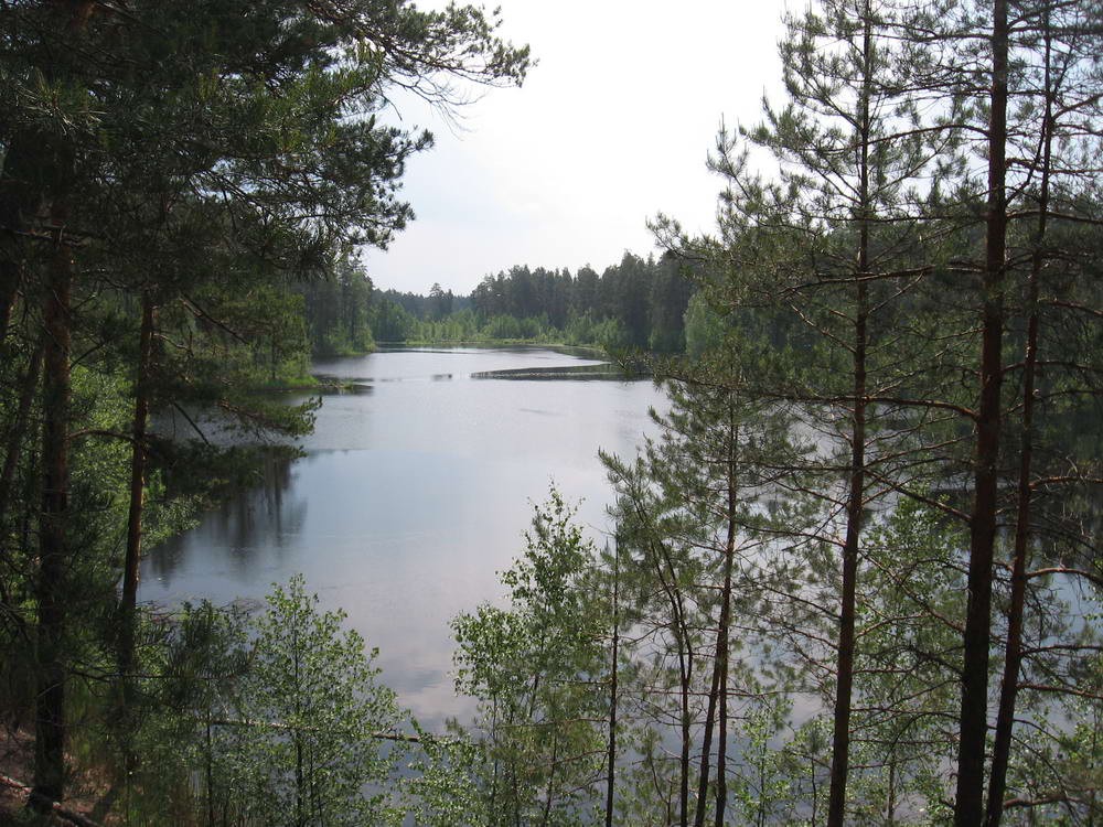 Большая кривовка