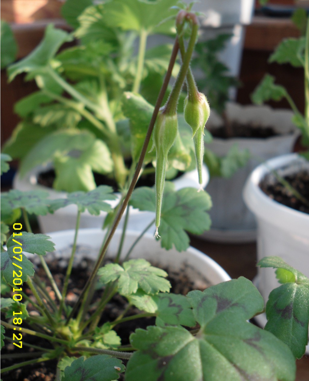 Pelargonium elongatum.