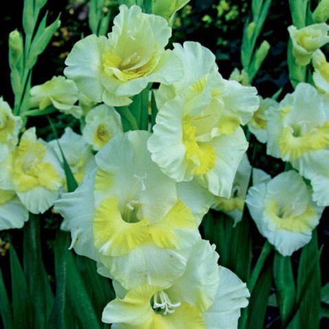 3206544.Gladiolus-Revel-1.jpg