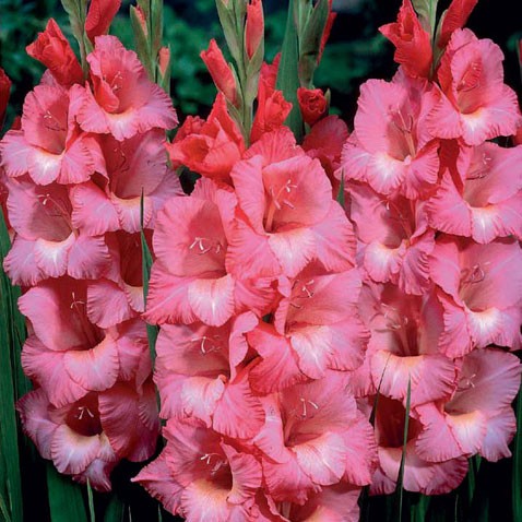 3206548.Gladiolus-Spic-and-Span.jpg