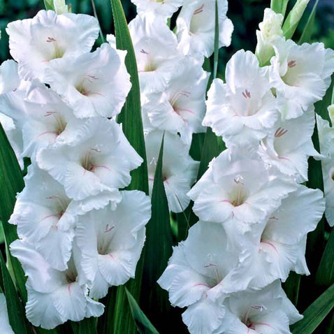 3206554.Gladiolus-White-Prosperity.jpg