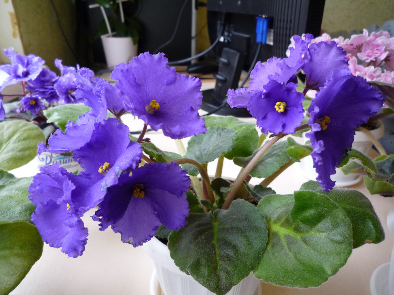 P1040320.JPG