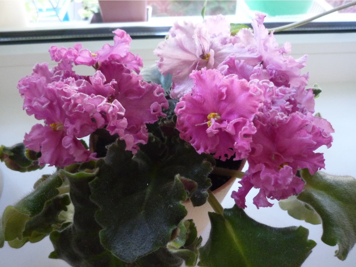 P1030848.JPG