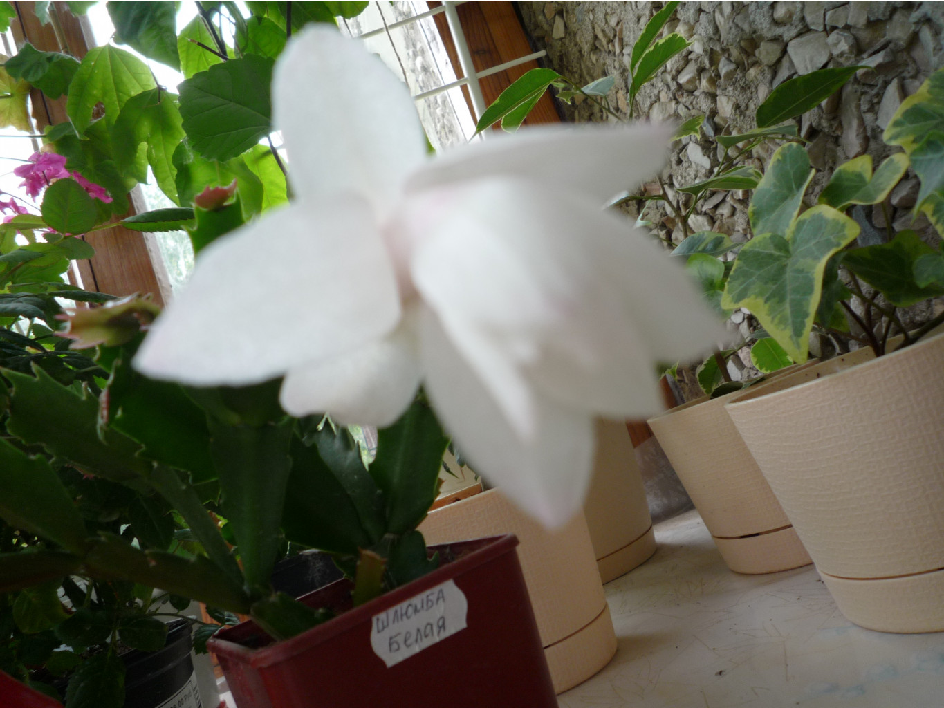 P1030115.JPG