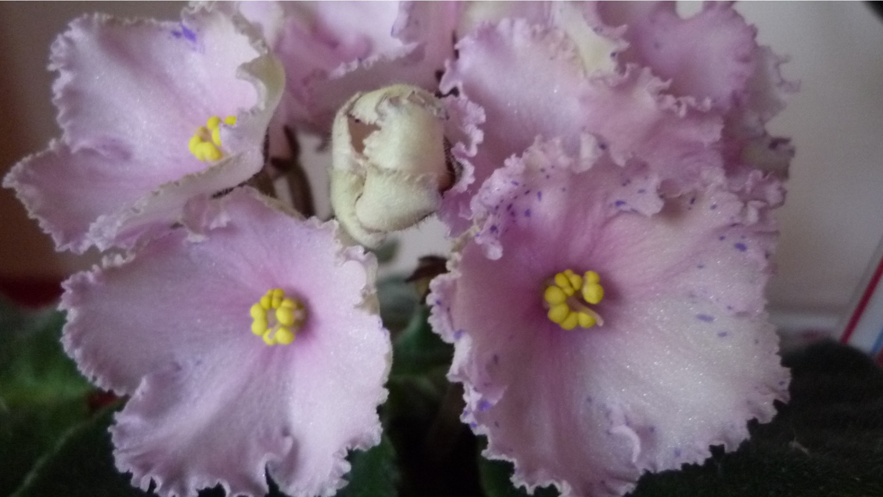 P1020016.JPG
