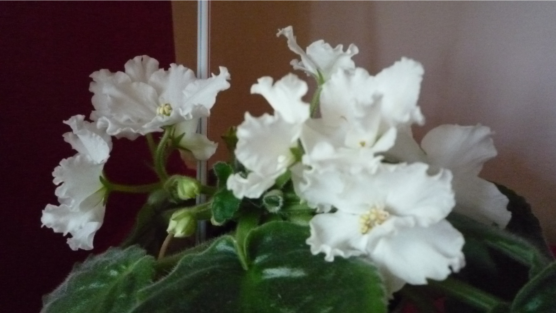 P1020010.JPG