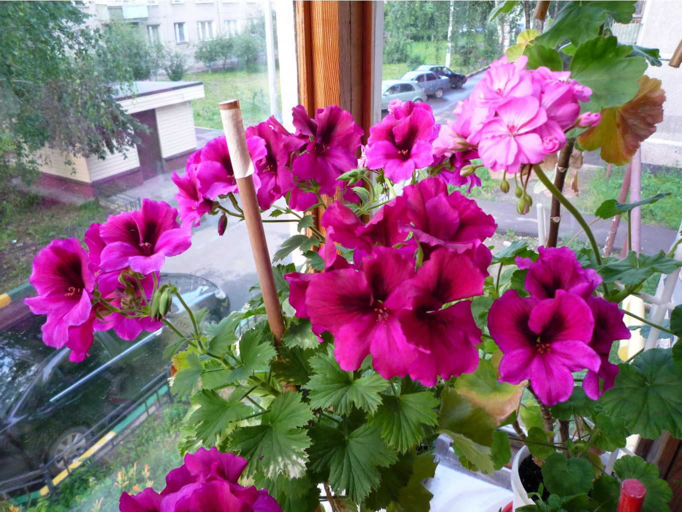 P1030282.JPG