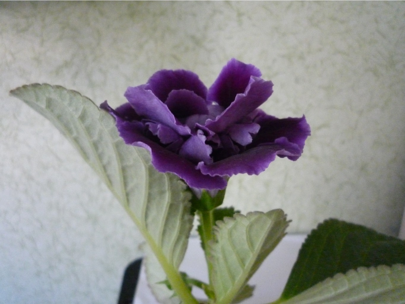 P1030851.JPG