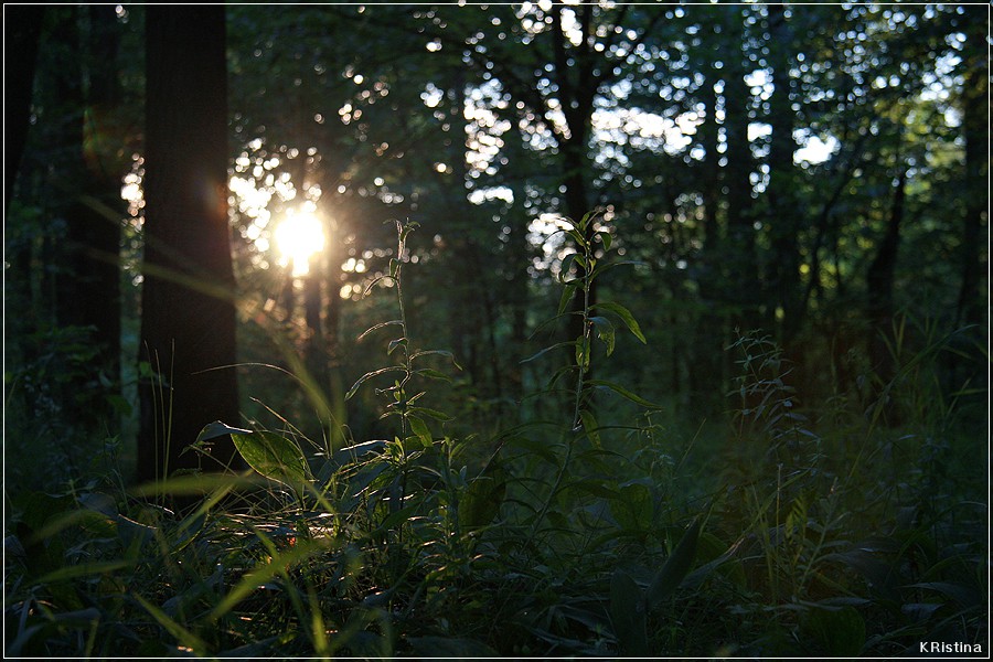 14.07.2008 12:54:15