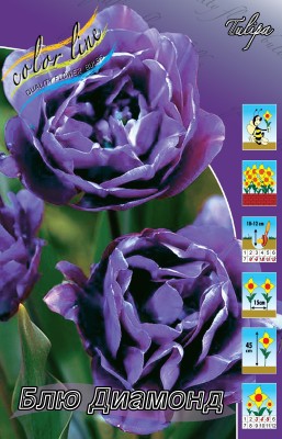 4521326.Tulipa_Blue_Diamond.jpg