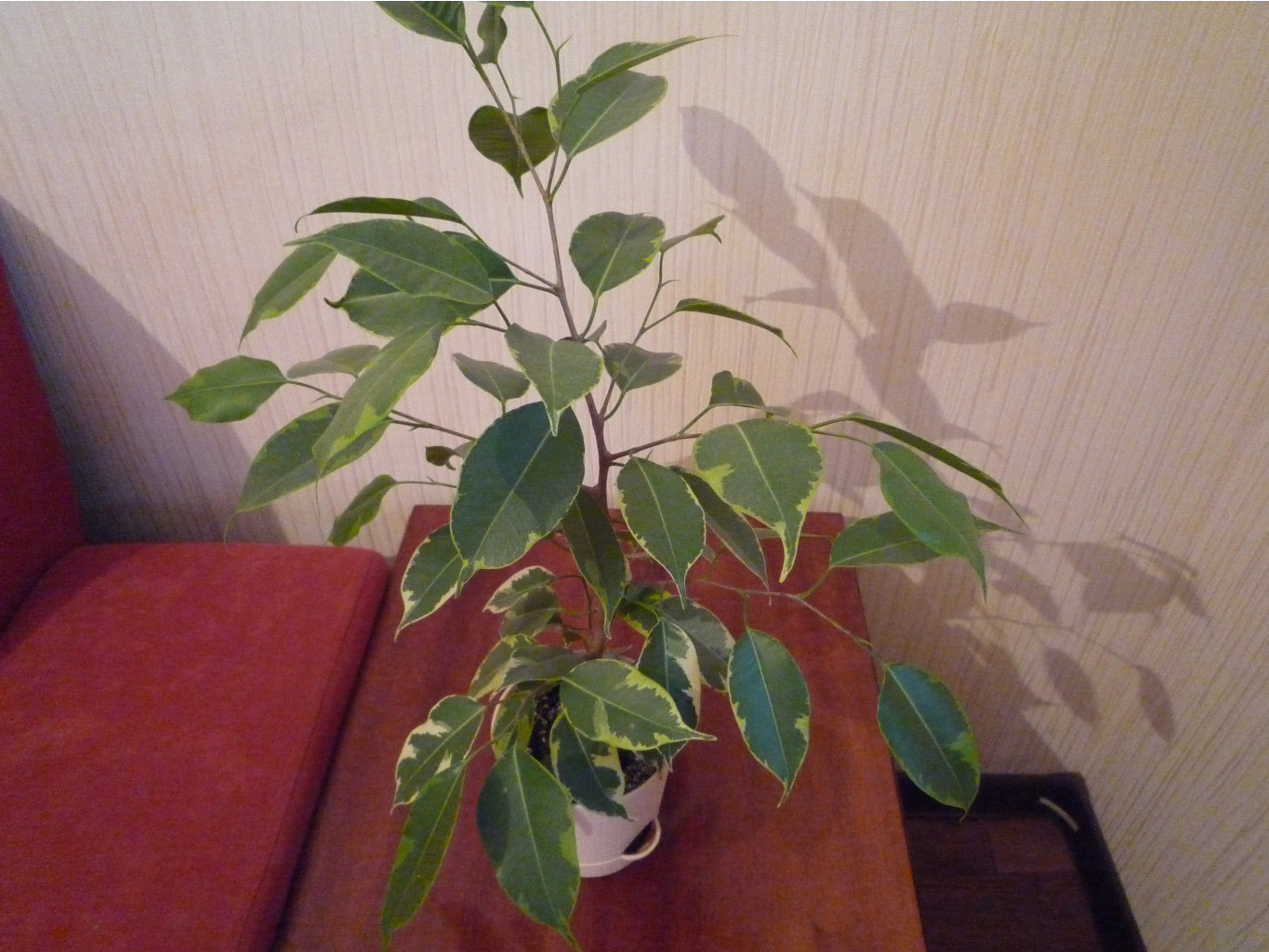 P1040347.JPG