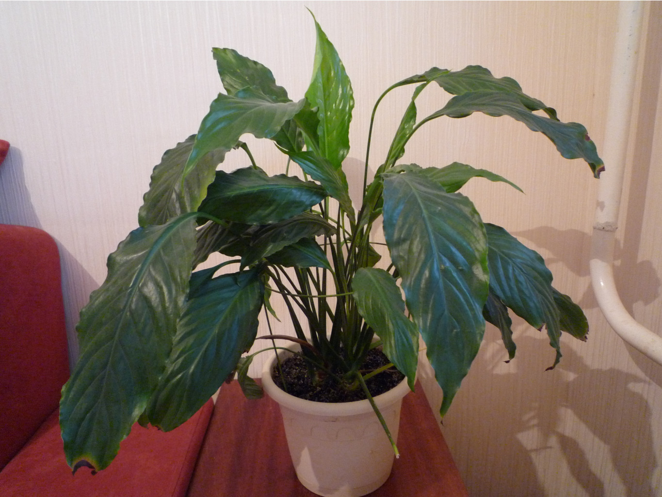 P1040340.JPG
