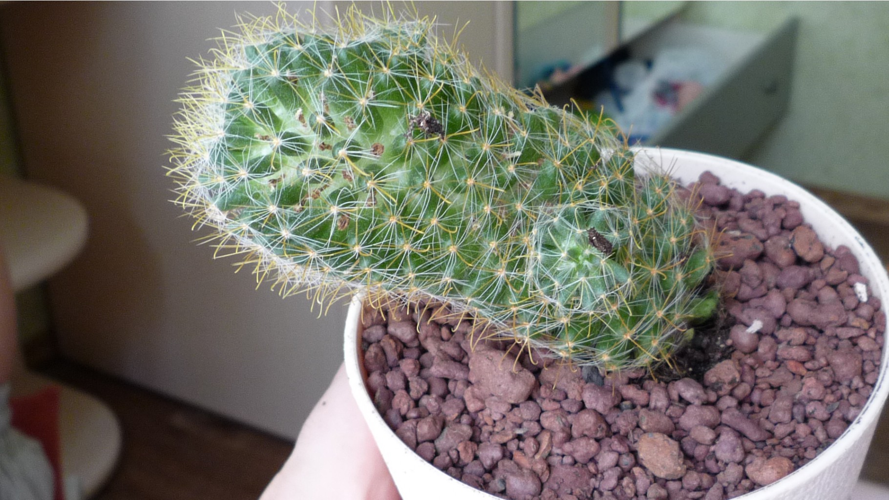 Mammillaria wildii