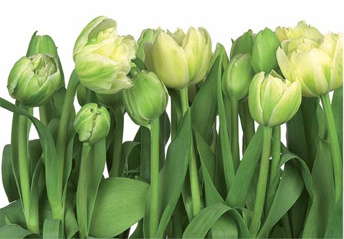 . 8-900 Tulips   368-254 8       23,1