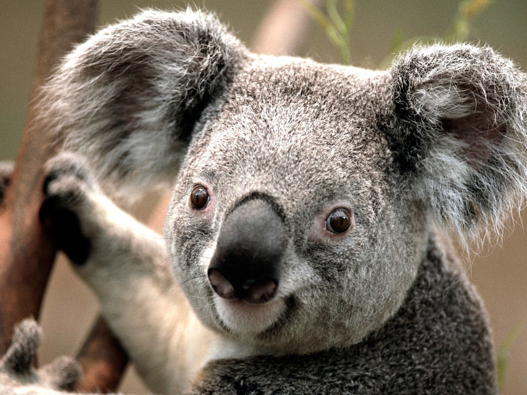 201274-2012-01-05-Koala.jpg