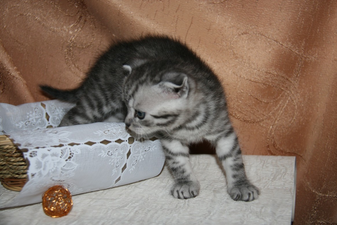 IMG_2570_1.jpg