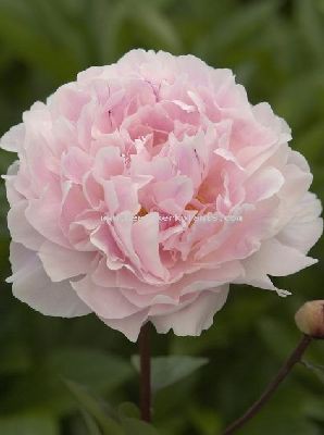 3192262.Paeonia_Koningin_Wilhelmina.jpg