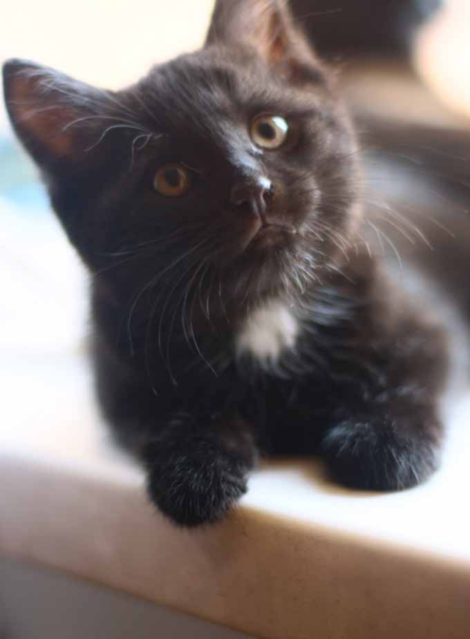 Котик