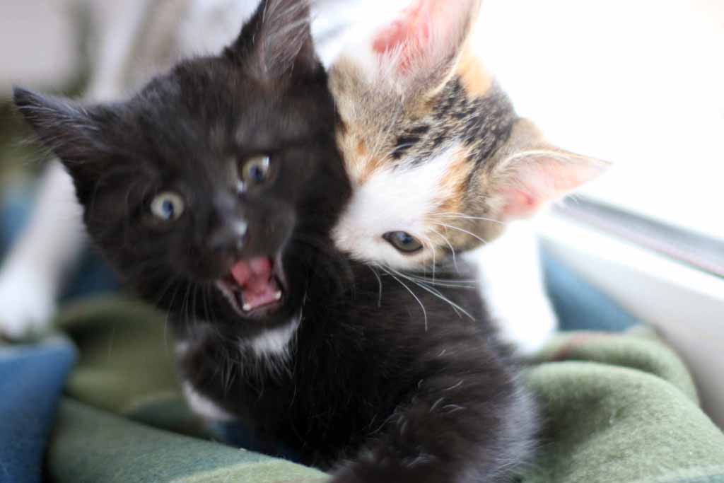 Мотька кусает кота