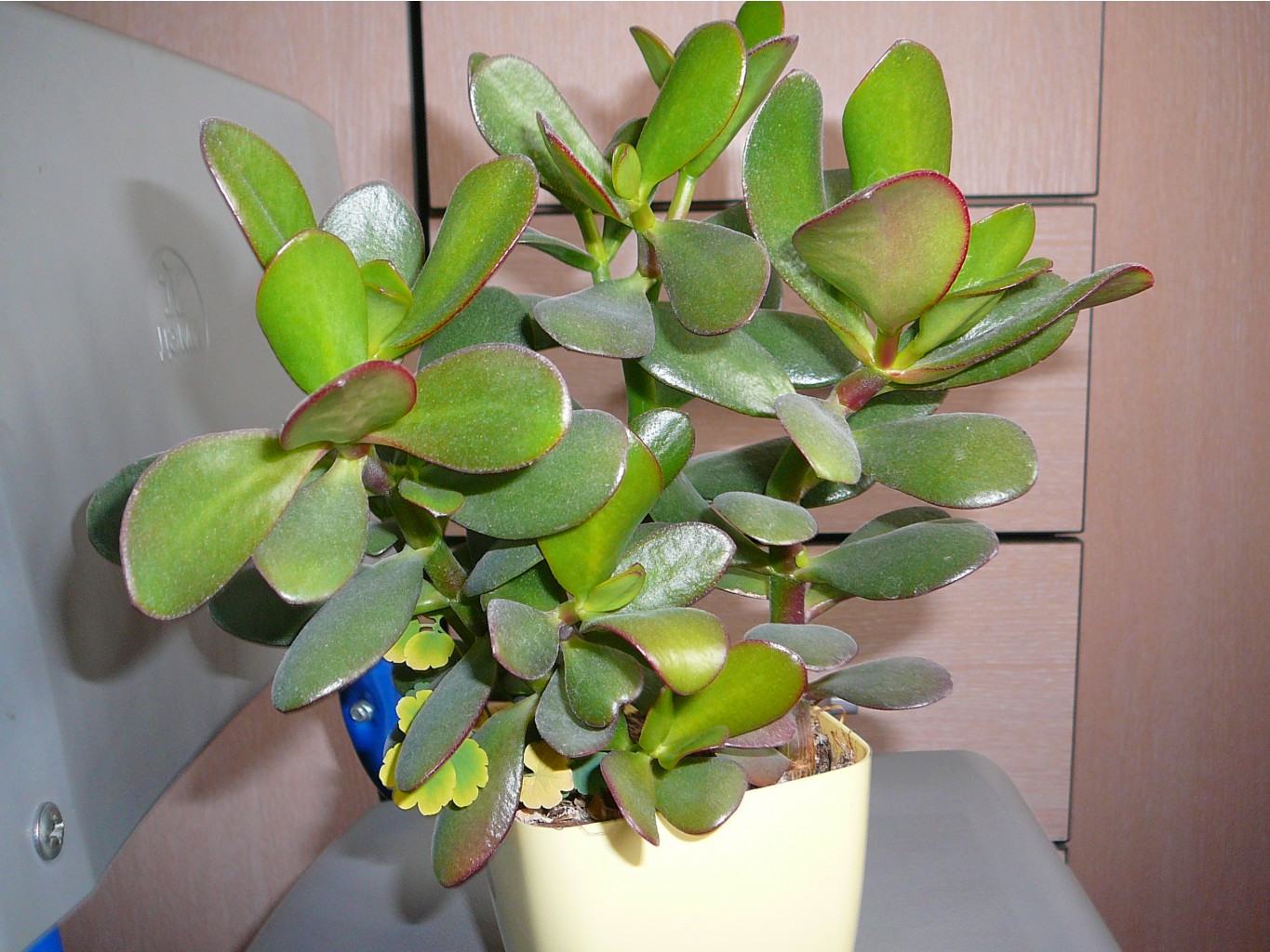 P1100362.JPG