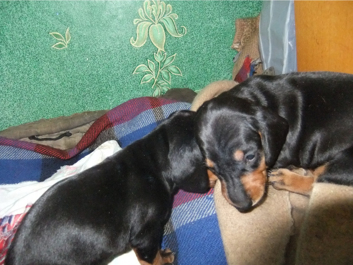 DSCF0246.JPG