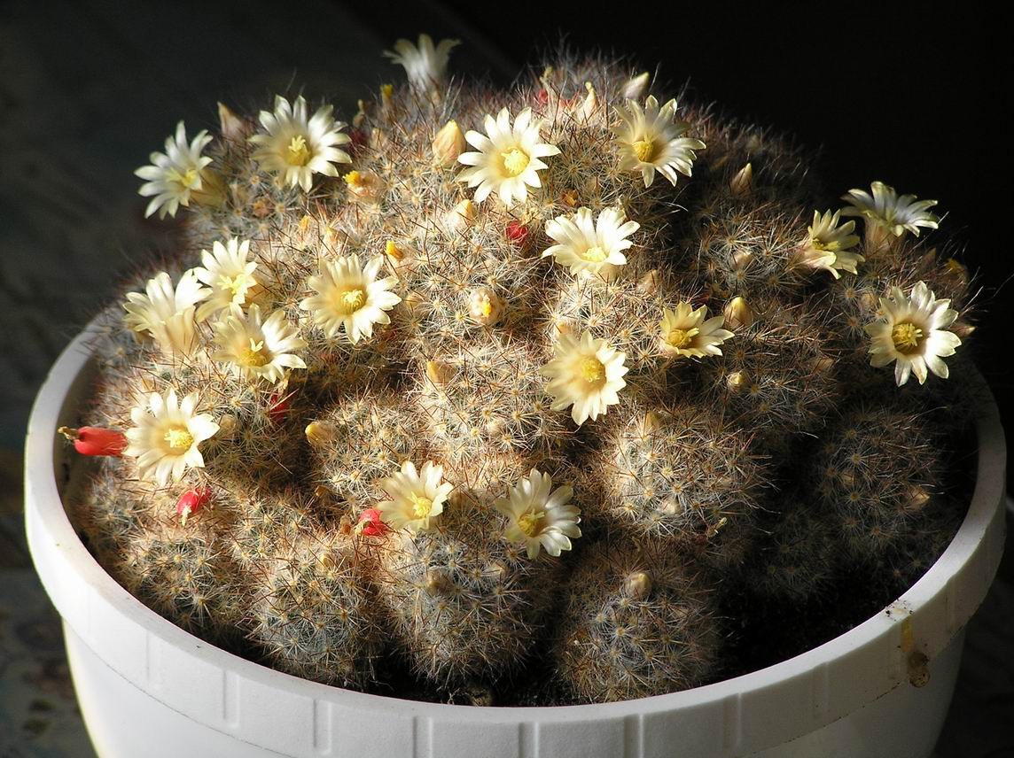 Mammillaria prolifera ssp. texana 18.07.2010