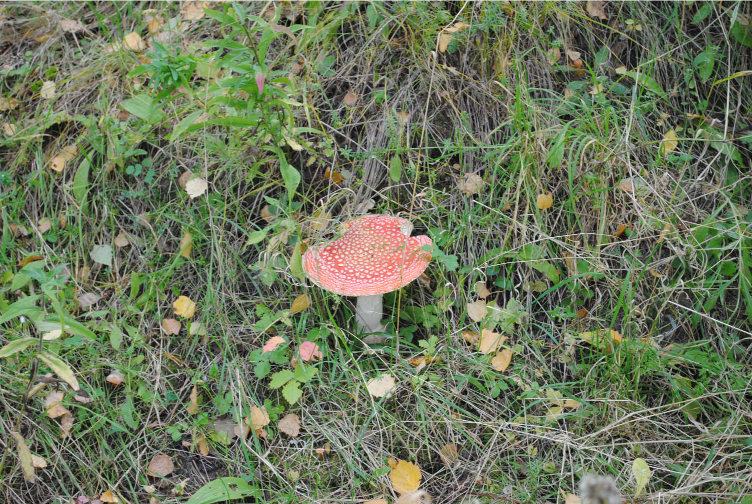 DSC_0100.jpg