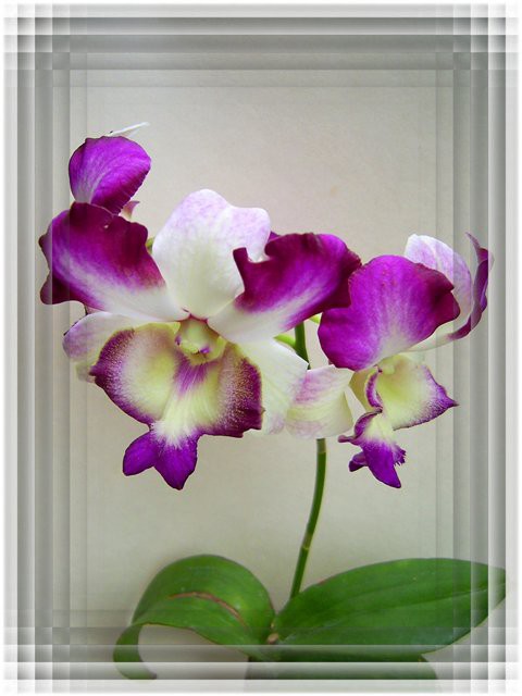 Dendrobium Kultana Fancy (red) 2.jpg