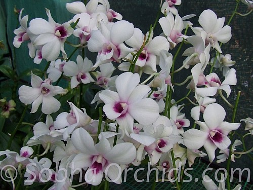Dendrobium Pakbury White.jpg