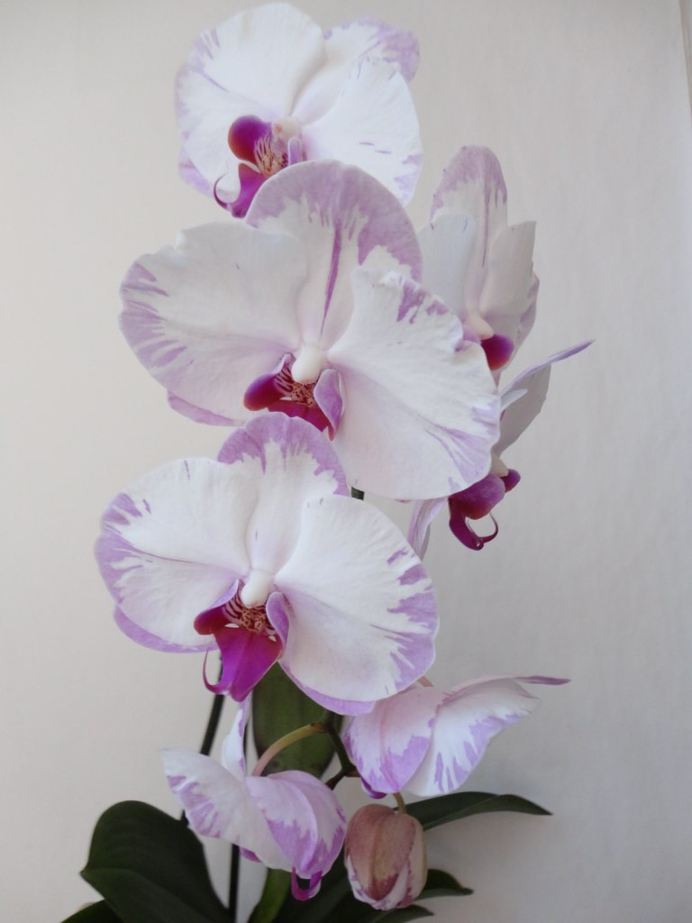 Dtps Champion Lightning3.jpg