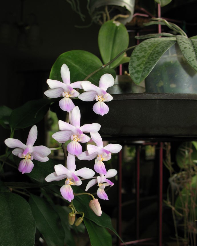 Phalaenopsis lindenii.jpg