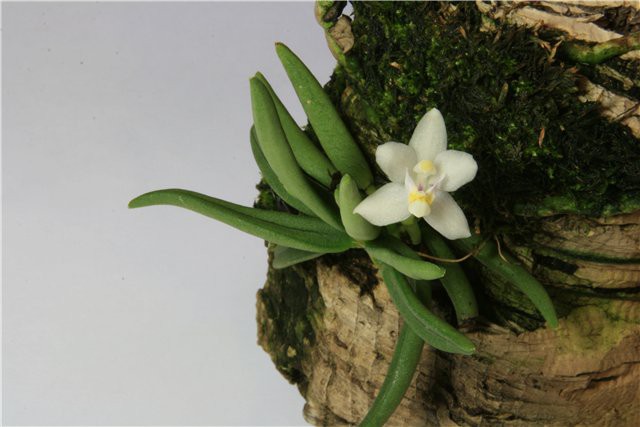 Pteroceras semiteretifolium1.jpg