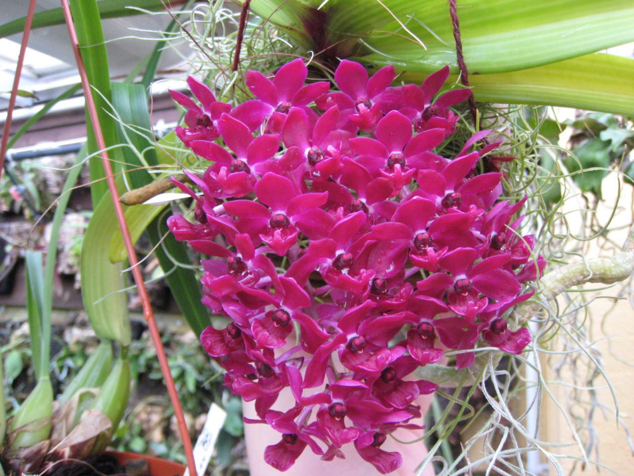 Rhynchostylis gigantea var rubrum(red).jpg