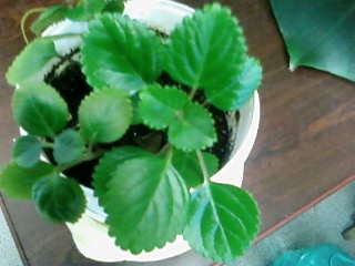   (Plectranthus australis) 