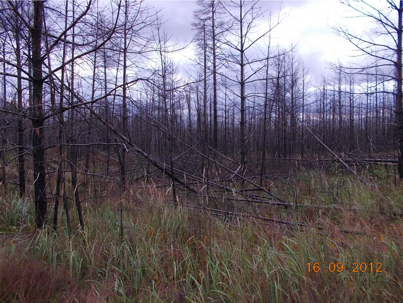 DSCN0083.JPG
