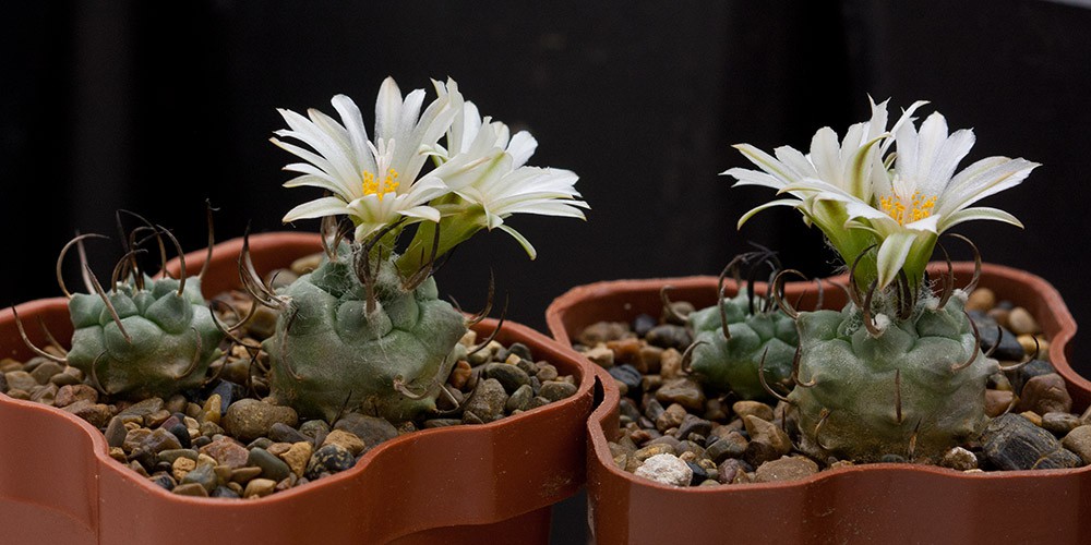 2011.11.01 Turbinicarpus schmiedickeanus ssp. klinkerianus