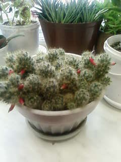   (Mammillaria prolifera)