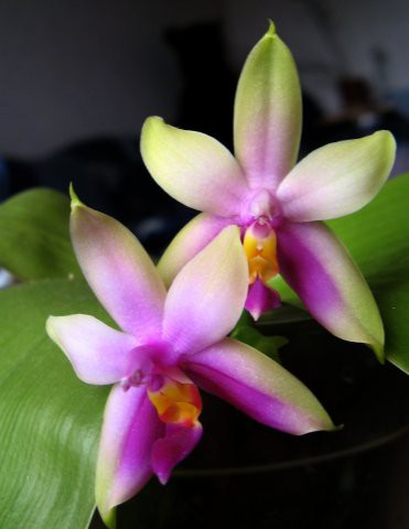 Phal._Bellinajpg