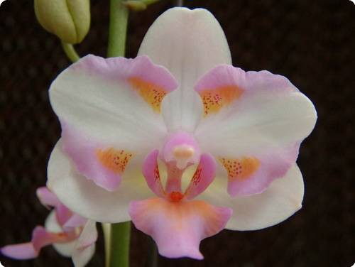 Phal._Crystal_Lady_x_Dor._Purcherrima.jpg