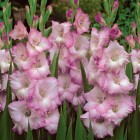 3206493.Gladiolus-Beauty-of-Holland-1.jpg