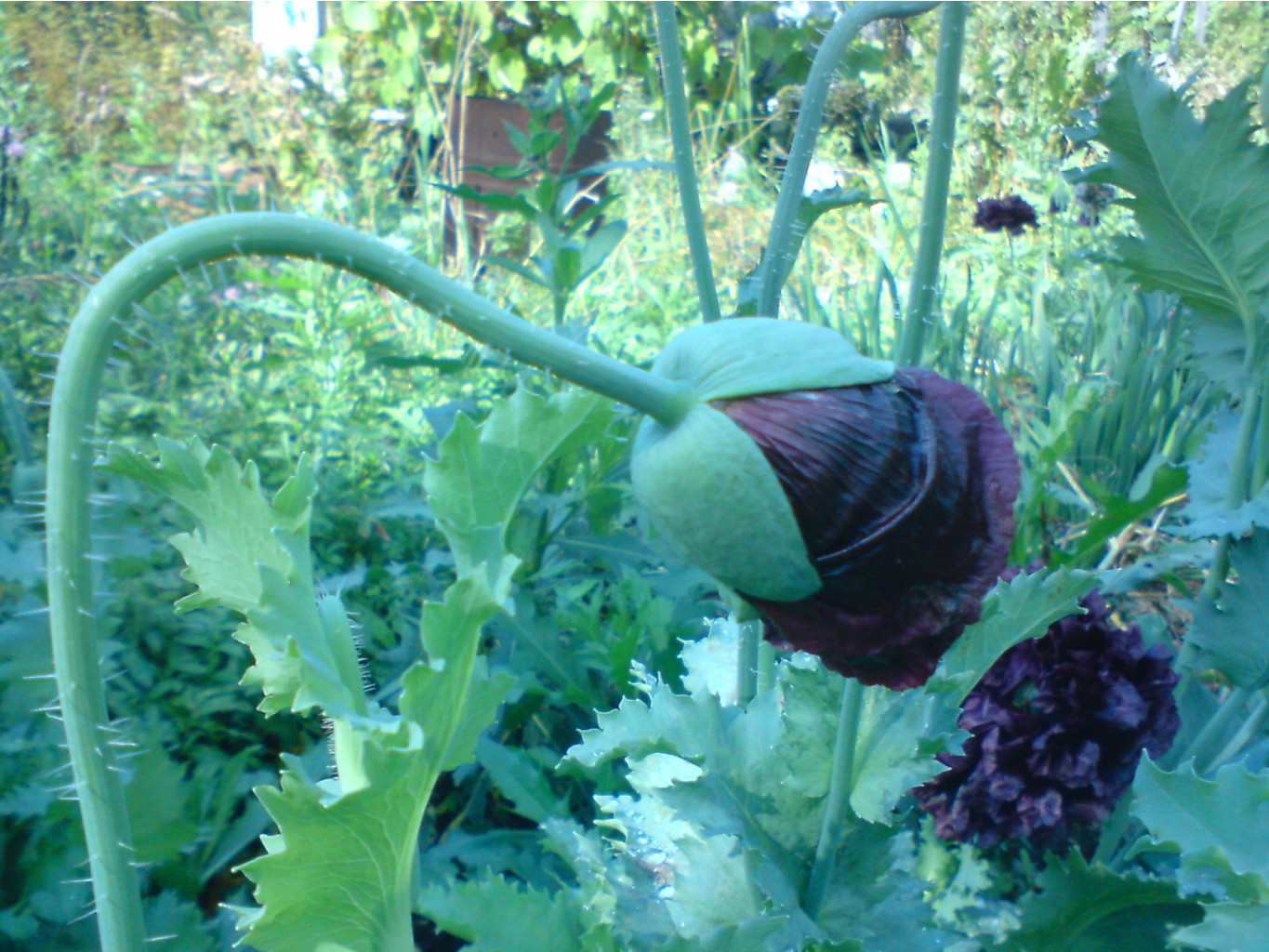 DSC00015.JPG