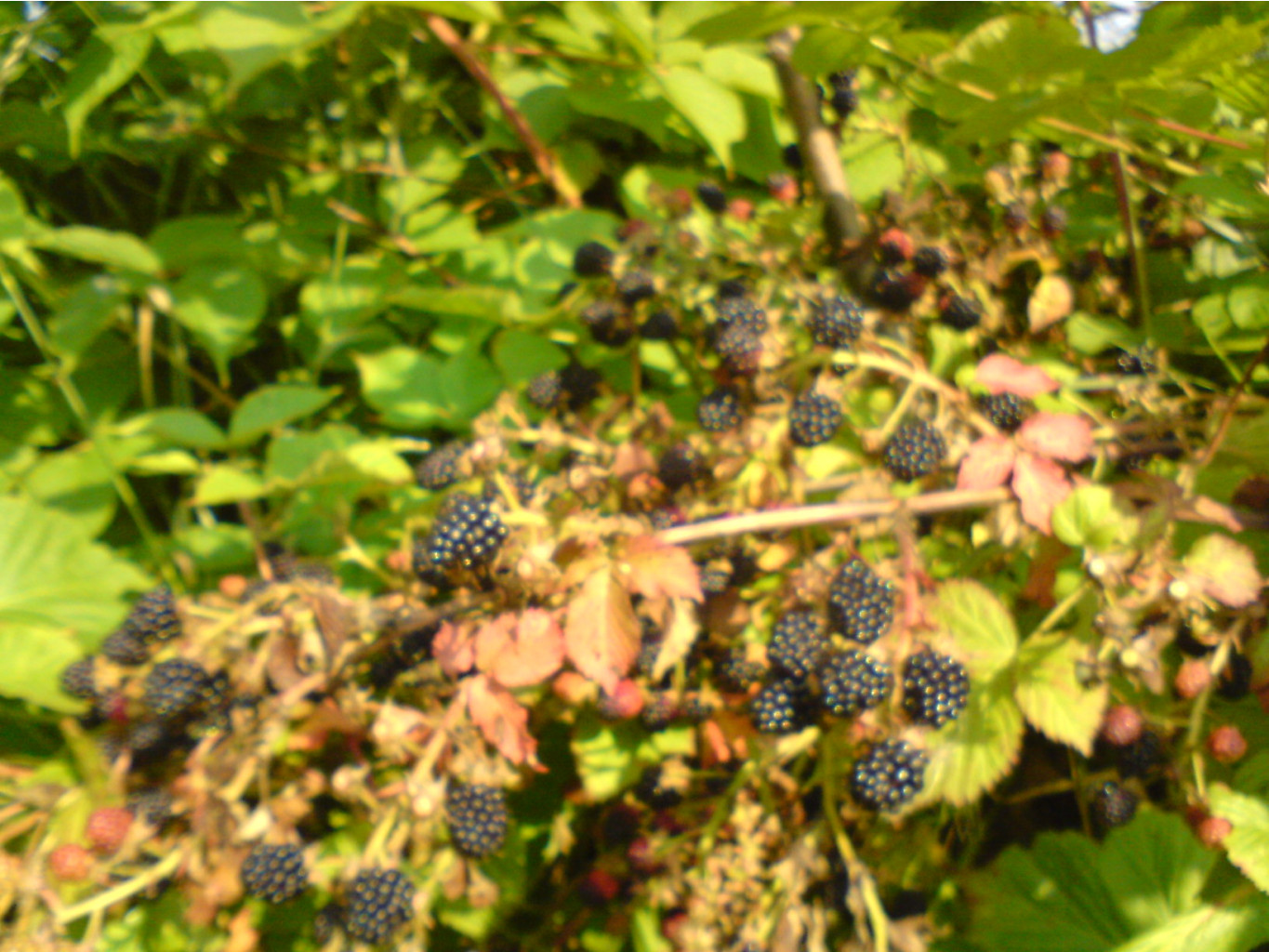 DSC00258.JPG