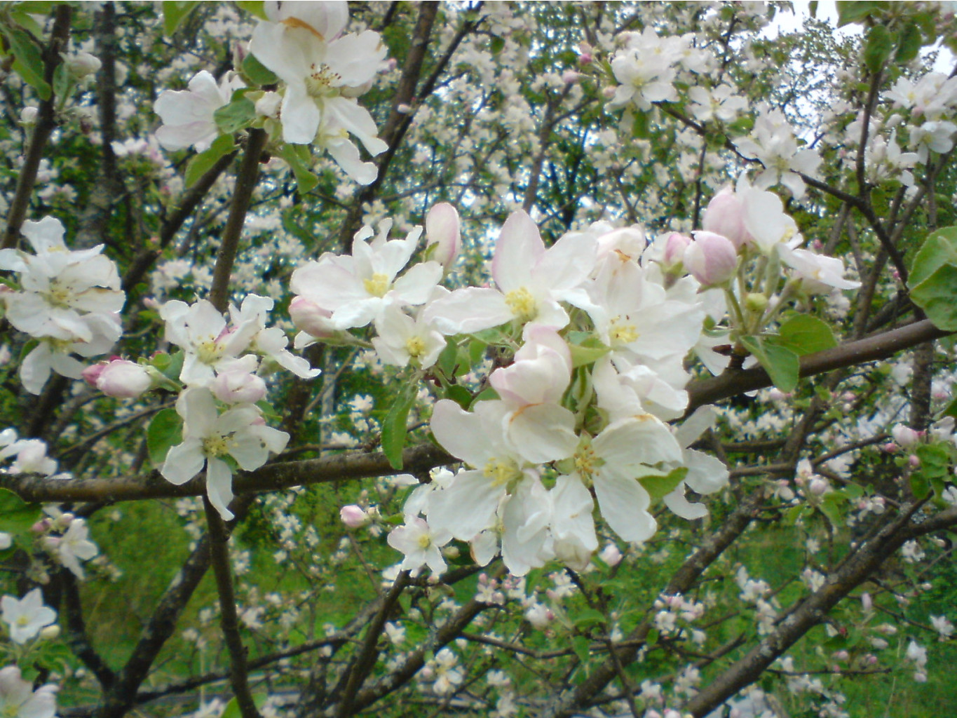 DSC00420.JPG