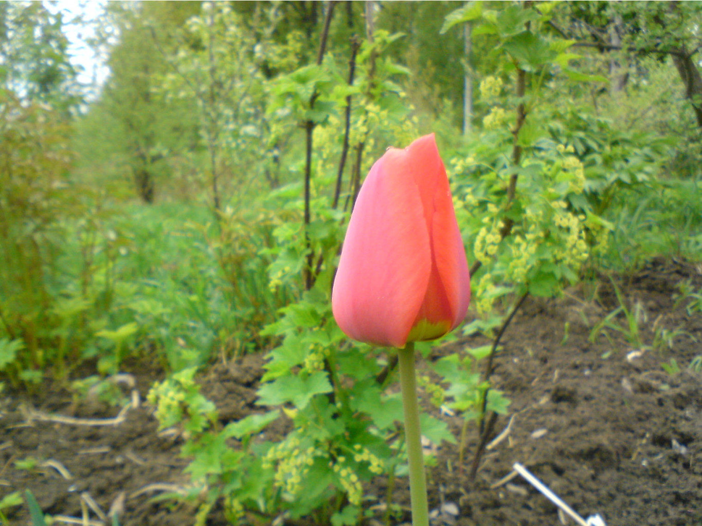 DSC00429.JPG