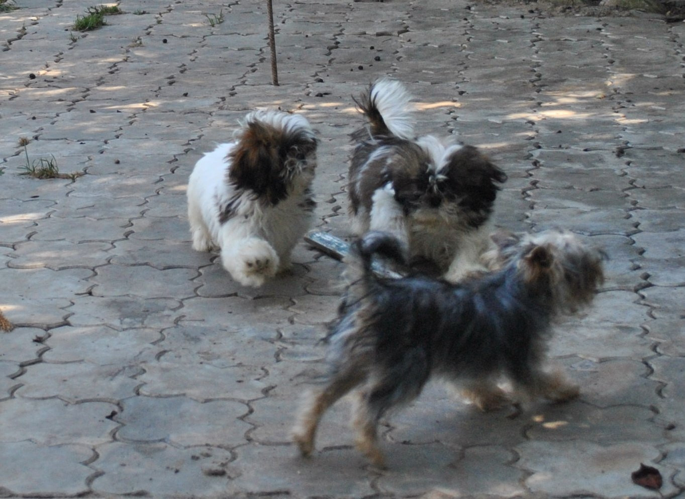 DSC_0633.JPG