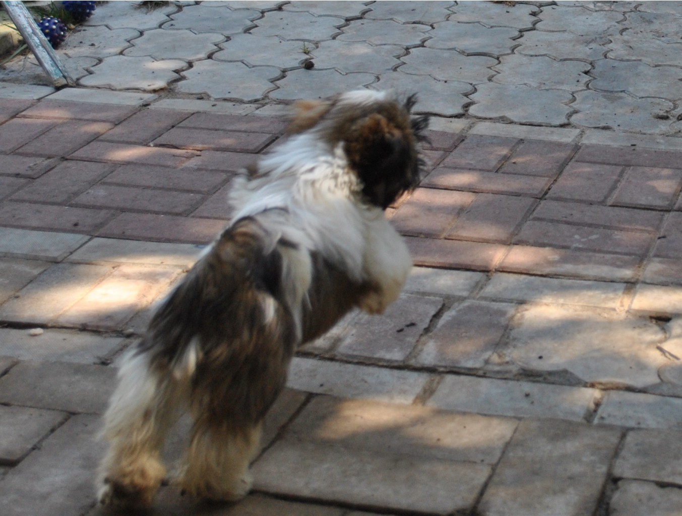 DSC_0662.JPG