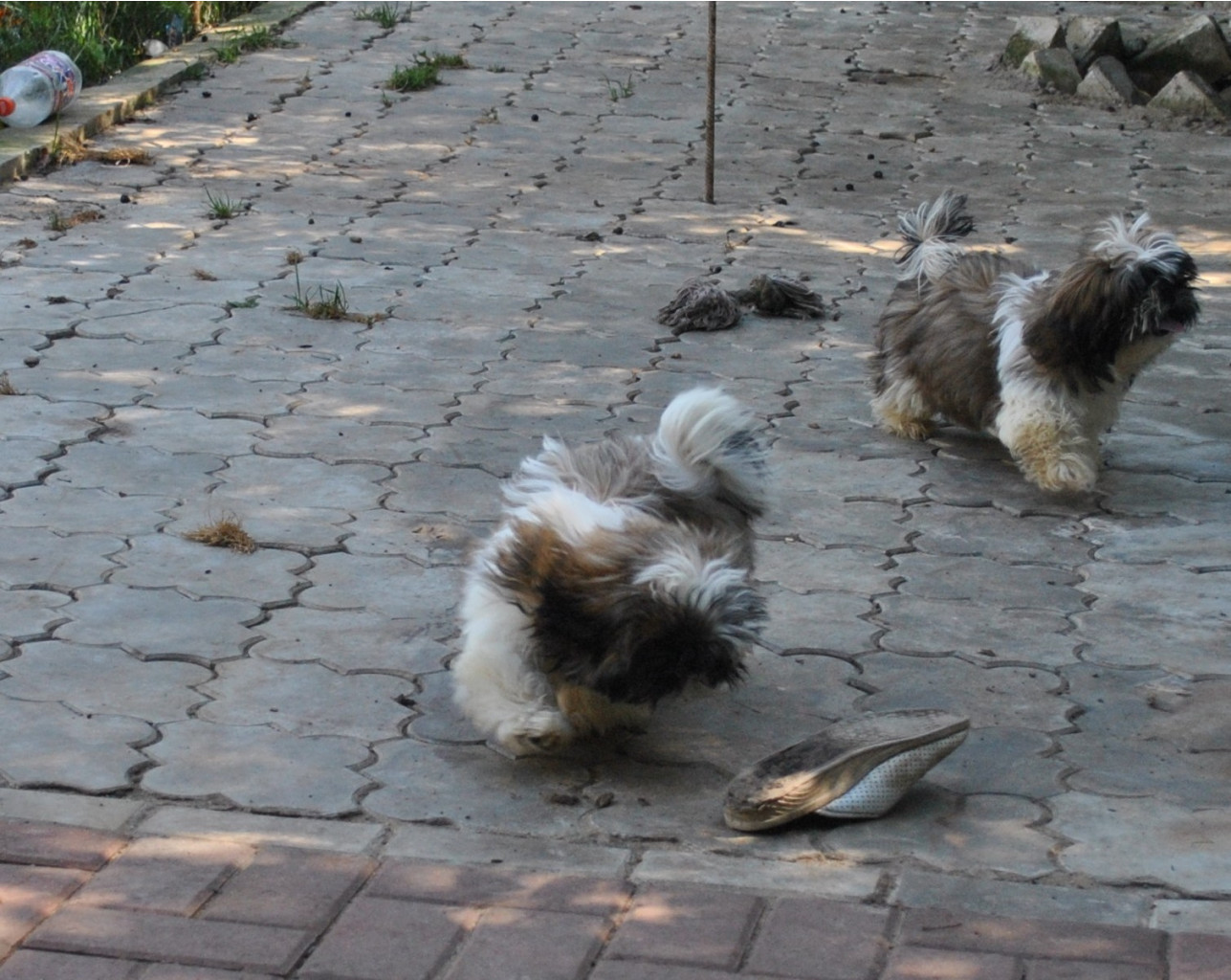 DSC_0682.JPG