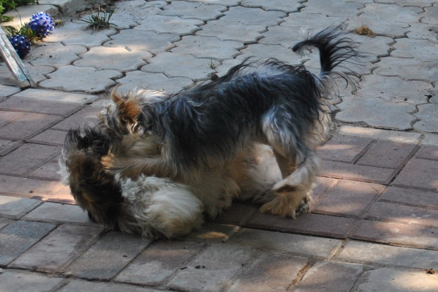 DSC_0701.JPG