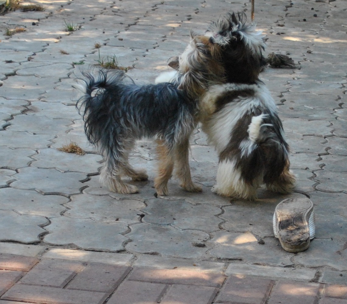 DSC_0705.JPG