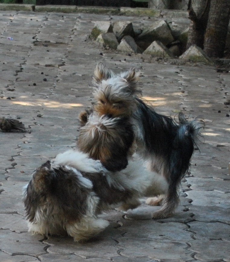 DSC_0707.JPG